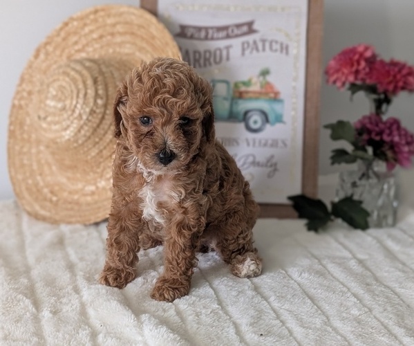 Medium Photo #2 Poodle (Miniature) Puppy For Sale in GOSHEN, IN, USA