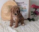 Small #1 Poodle (Miniature)