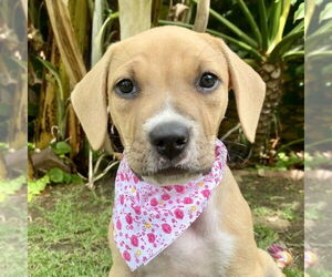 Medium American Staffordshire Terrier-Boxer Mix
