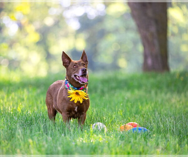 Medium Photo #6 Mutt Puppy For Sale in Unionville, PA, USA