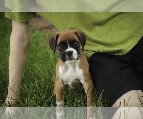 Medium Photo #1 Boxer Puppy For Sale in SHIPSHEWANA, IN, USA