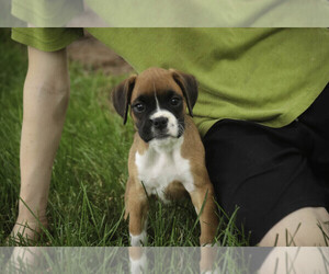 Boxer Puppy for sale in SHIPSHEWANA, IN, USA