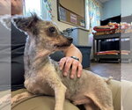 Small #1 Poodle (Miniature)