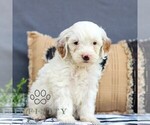 Small #2 Goldendoodle (Miniature)