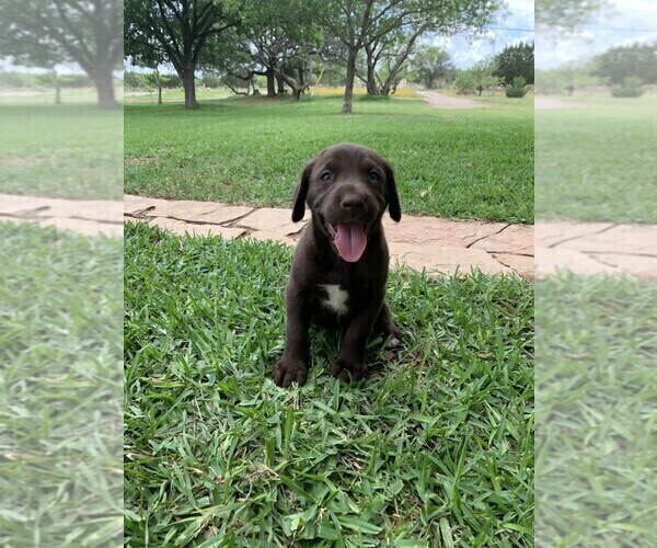 Medium Photo #5 German Shorthaired Lab Puppy For Sale in BLACKWELL, TX, USA