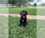 Small Photo #5 German Shorthaired Lab Puppy For Sale in BLACKWELL, TX, USA