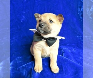 Pom-Shi Puppy for sale in HARTVILLE, MO, USA