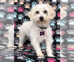 Small Photo #4 Maltese-Unknown Mix Puppy For Sale in Corona, CA, USA