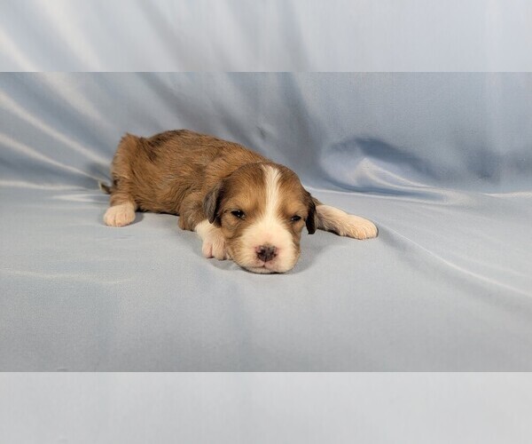 Medium Photo #3 Bernedoodle (Miniature) Puppy For Sale in BLACK FOREST, CO, USA