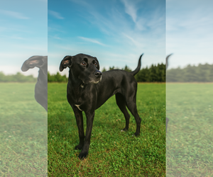 American Pit Bull Terrier-Labrador Retriever Mix Dogs for adoption in Holly Springs, NC, USA