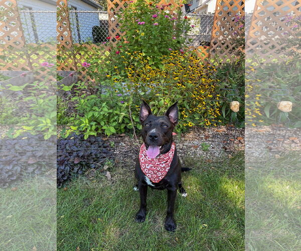 Medium Photo #19 American Pit Bull Terrier-Labrador Retriever Mix Puppy For Sale in Princeton, MN, USA