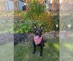 Small #18 American Pit Bull Terrier-Labrador Retriever Mix