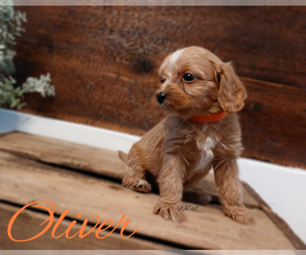 Medium Photo #2 Cavapoo Puppy For Sale in LEBANON, PA, USA