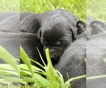 Small #7 Labrador Retriever