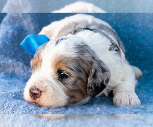 Bernedoodle (Miniature) Puppy for sale in ROY, UT, USA