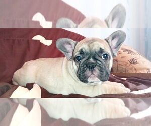 Medium French Bulldog