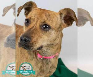 Mutt Dogs for adoption in Kennesaw, GA, USA