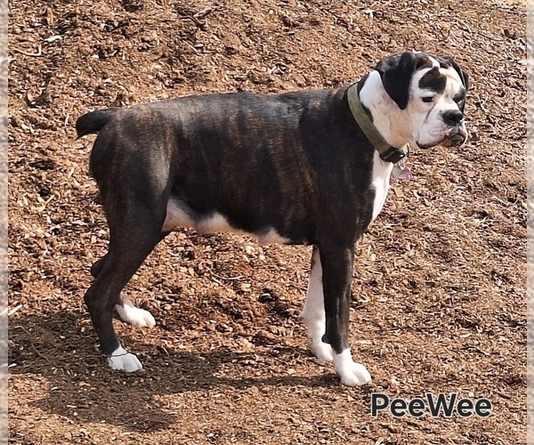 Medium Photo #1 Boxer Puppy For Sale in HOPKINS, MI, USA