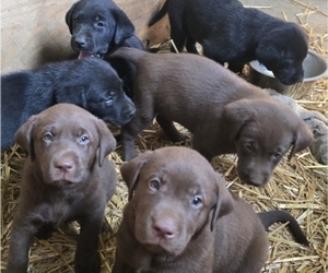 Labrador Retriever Puppy for sale in LONE ROCK, WI, USA