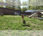 Small #8 German Shepherd Dog