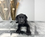 Small Photo #6 Labrador Retriever Puppy For Sale in GREENWOOD, IN, USA