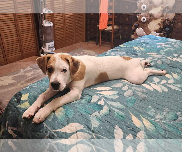 Medium Photo #2 Boxer-Unknown Mix Puppy For Sale in Hinton, WV, USA