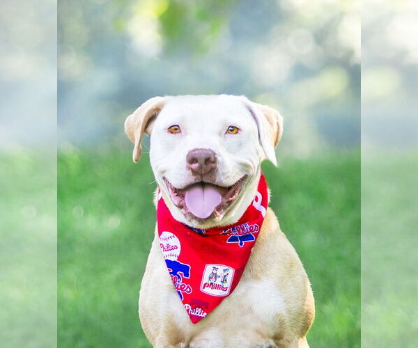 Medium Photo #2 Mutt Puppy For Sale in Unionville, PA, USA