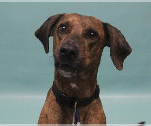 Medium Photo #2 Catahoula Leopard Dog-Unknown Mix Puppy For Sale in Fort Collins, CO, USA