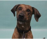 Small #1 Catahoula Leopard Dog Mix