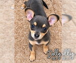 Small Photo #3 Chihuahua-Unknown Mix Puppy For Sale in Fremont, CA, USA