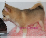 Small Photo #3 Pomsky Puppy For Sale in SEQUIM, WA, USA