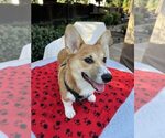 Small #6 Pembroke Welsh Corgi