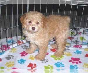 Poodle (Miniature) Puppy for sale in ORO VALLEY, AZ, USA