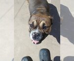 Small Photo #3 Bulldog Puppy For Sale in Apple Valley, CA, USA