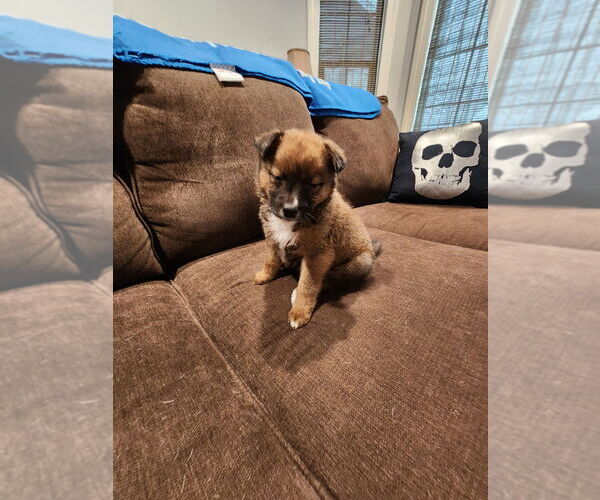 Medium Photo #1 Mutt Puppy For Sale in Mooresville, NC, USA