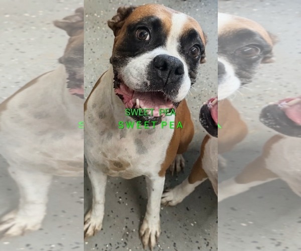 Medium Photo #1 Boxer Puppy For Sale in Woodbury, MN, USA