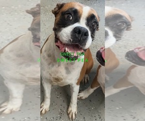 Sweetpea - Female Boxer Dog for Adoption