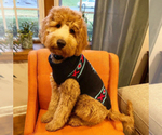 Small Photo #10 Goldendoodle Puppy For Sale in PERRYSVILLE, OH, USA