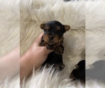 Small Photo #7 Yorkshire Terrier Puppy For Sale in HAYWARD, CA, USA