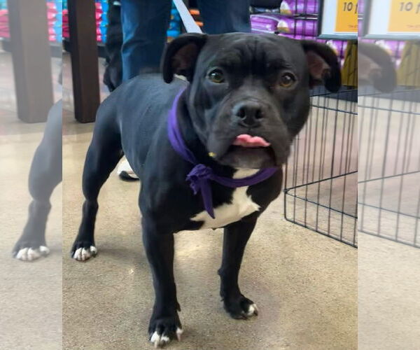 Medium Photo #24 Bulldog-Unknown Mix Puppy For Sale in Germantown, OH, USA