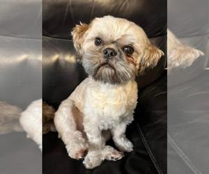 Father of the Puggle-Shih Tzu Mix puppies born on 03/15/2024