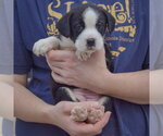 Small Photo #3 American Bulldog-Unknown Mix Puppy For Sale in Huntley, IL, USA
