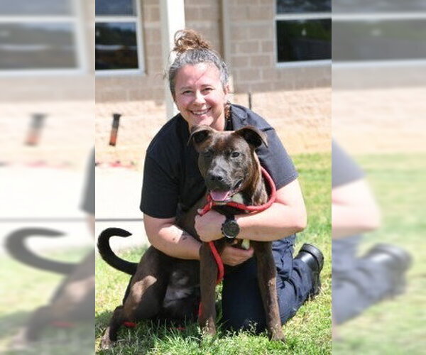 Medium Photo #3 Labrador Retriever-Unknown Mix Puppy For Sale in Glen Allen, VA, USA