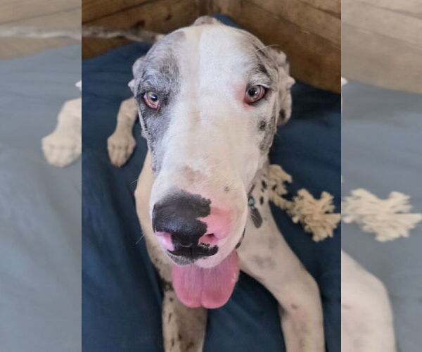 Medium Photo #1 Great Dane Puppy For Sale in Palm Beach, FL, USA