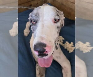 Great Dane Dogs for adoption in Palm Beach, FL, USA