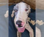 Small Great Dane