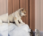 Small Photo #3 Siberian Husky Puppy For Sale in SAINT JOSEPH, MN, USA