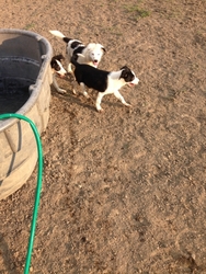 Border Collie Puppy for sale in Brogue, PA, USA