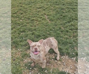 French Bulldog Dog for Adoption in INDIANAPOLIS, Indiana USA