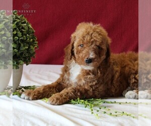 Goldendoodle-Poodle (Miniature) Mix Puppy for sale in GORDONVILLE, PA, USA